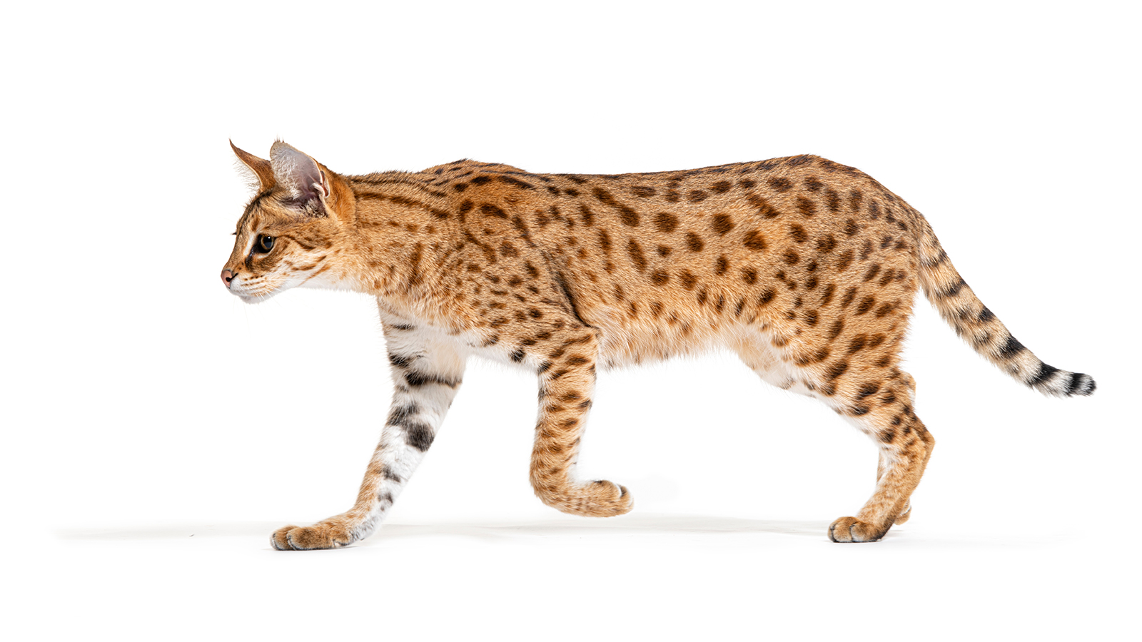 Rare Maine Coon-Savannah Cat Hybrid