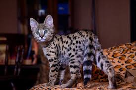 Savannah Cat Mixed With Maine Coon