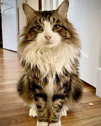 Shelter Maine Coon