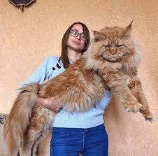 Show Me A Maine Coon Cat