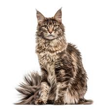 Show Me A Picture Of A Maine Coon Cat