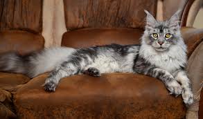 Silver Tabby Maine Coon