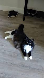 Tuxedo Cat Maine Coon