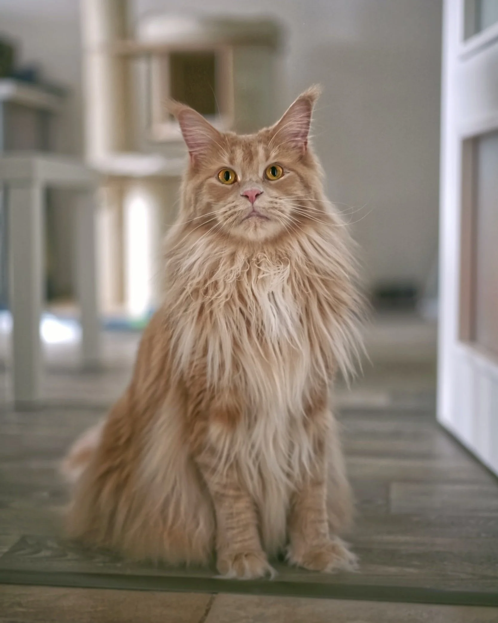 Weight Maine Coon Cat