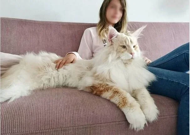 Weight Maine Coon