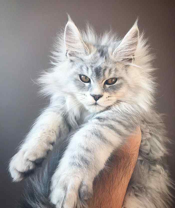 Where To Buy A Maine Coon Cat