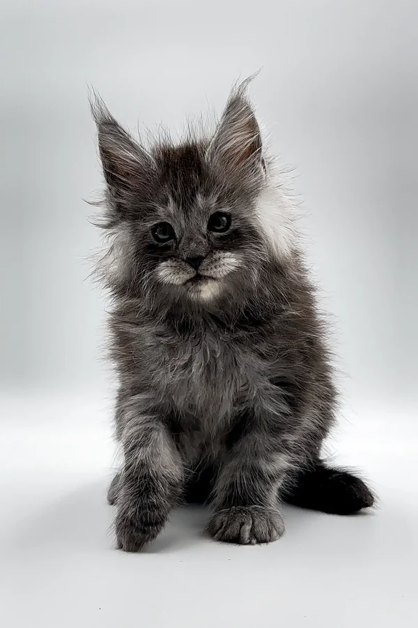 Where To Buy Maine Coon Kittens