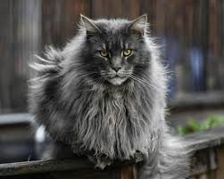 Where To Get A Maine Coon Cat