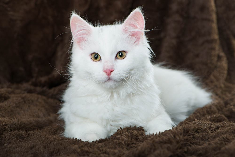 White Maine Coon Kitten