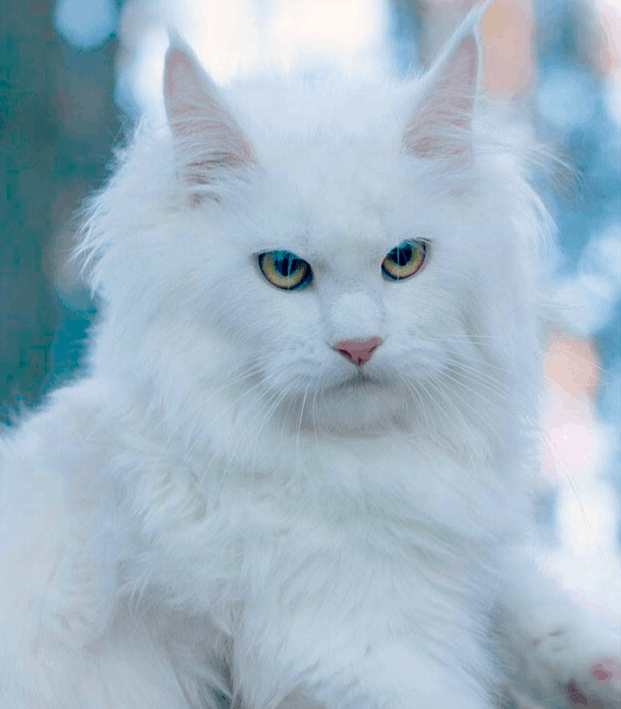 White Maine Coon Kittens For Sale