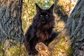 All Black Maine Coon Cat
