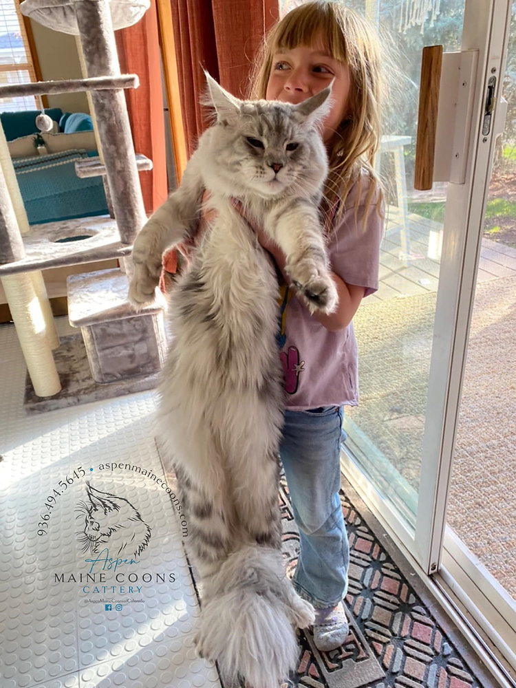 Big Cat Maine Coon