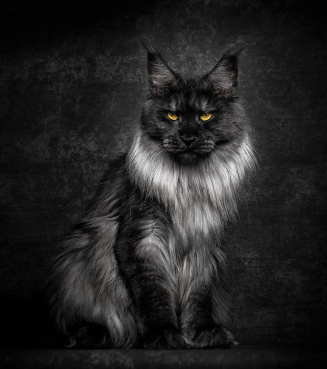 Black Maine Coon Cats