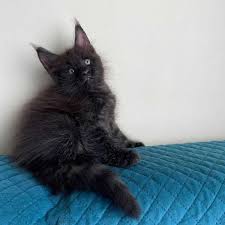 Black Maine Coon Kittens For Sale