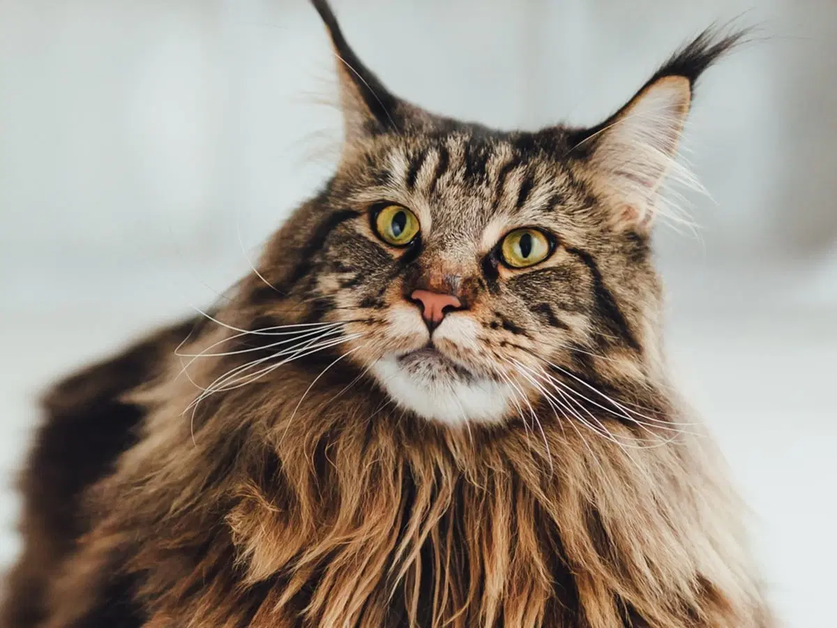 Buy A Maine Coon Cat
