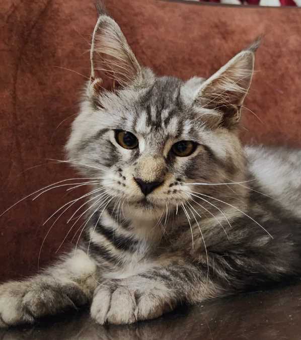 Buy A Maine Coon