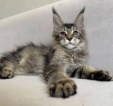 Buy Maine Coon Kittens