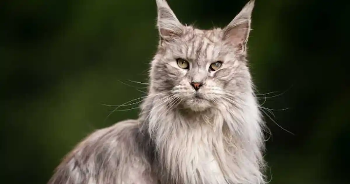 Cat Breed Maine Coon
