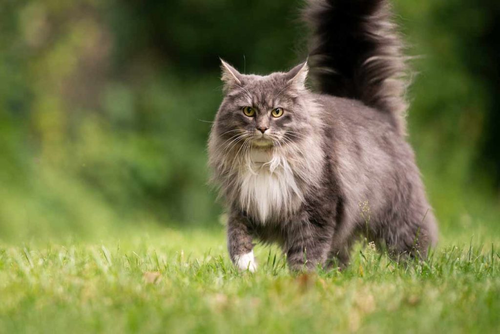 Cat Breeds Maine Coon