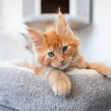 Cat Maine Coon Kitten