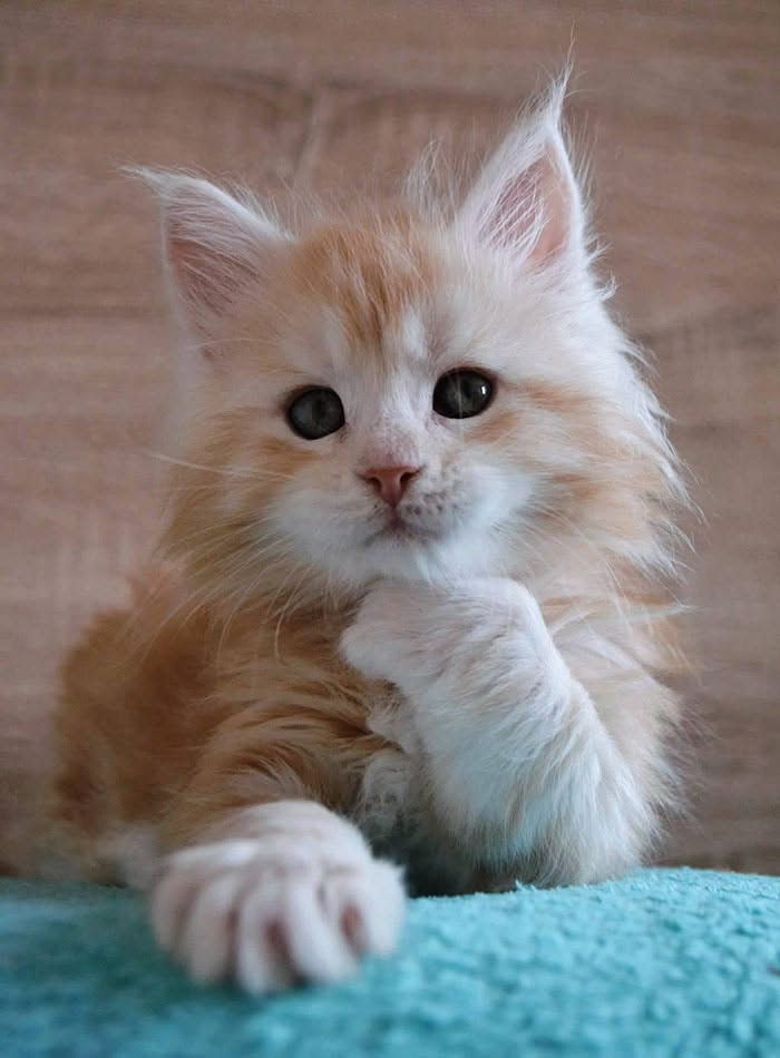 Cutest Maine Coon