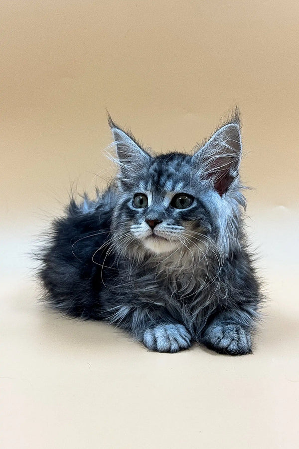 Free Maine Coon Kittens Near Me