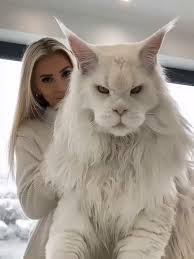 Gato Maine Coon