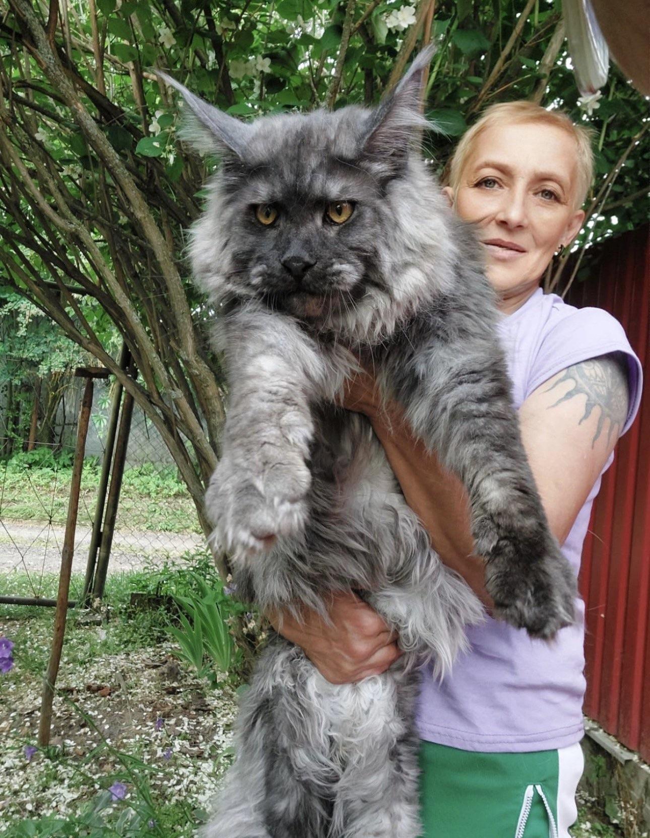 Giant Main Coon