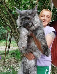 Giant Maine Coon Cats For Sale