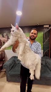 Giant Maine Coon