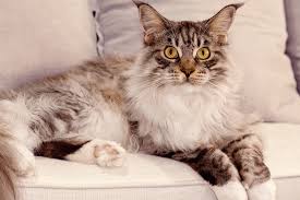 Main Coon Cat