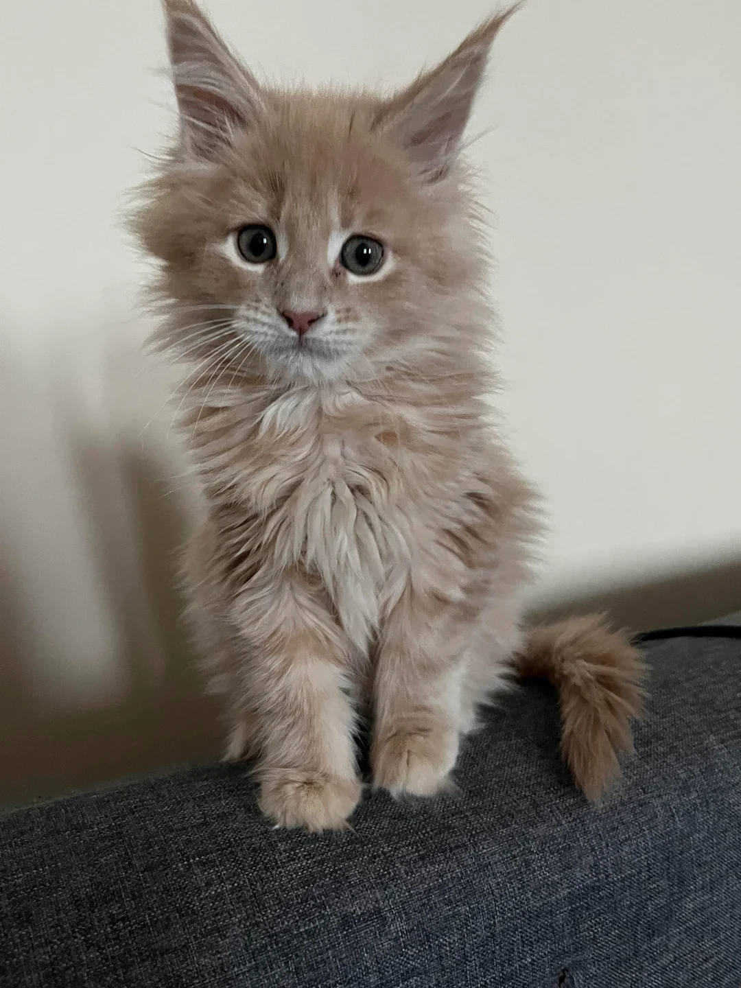 Main Coon Kitten