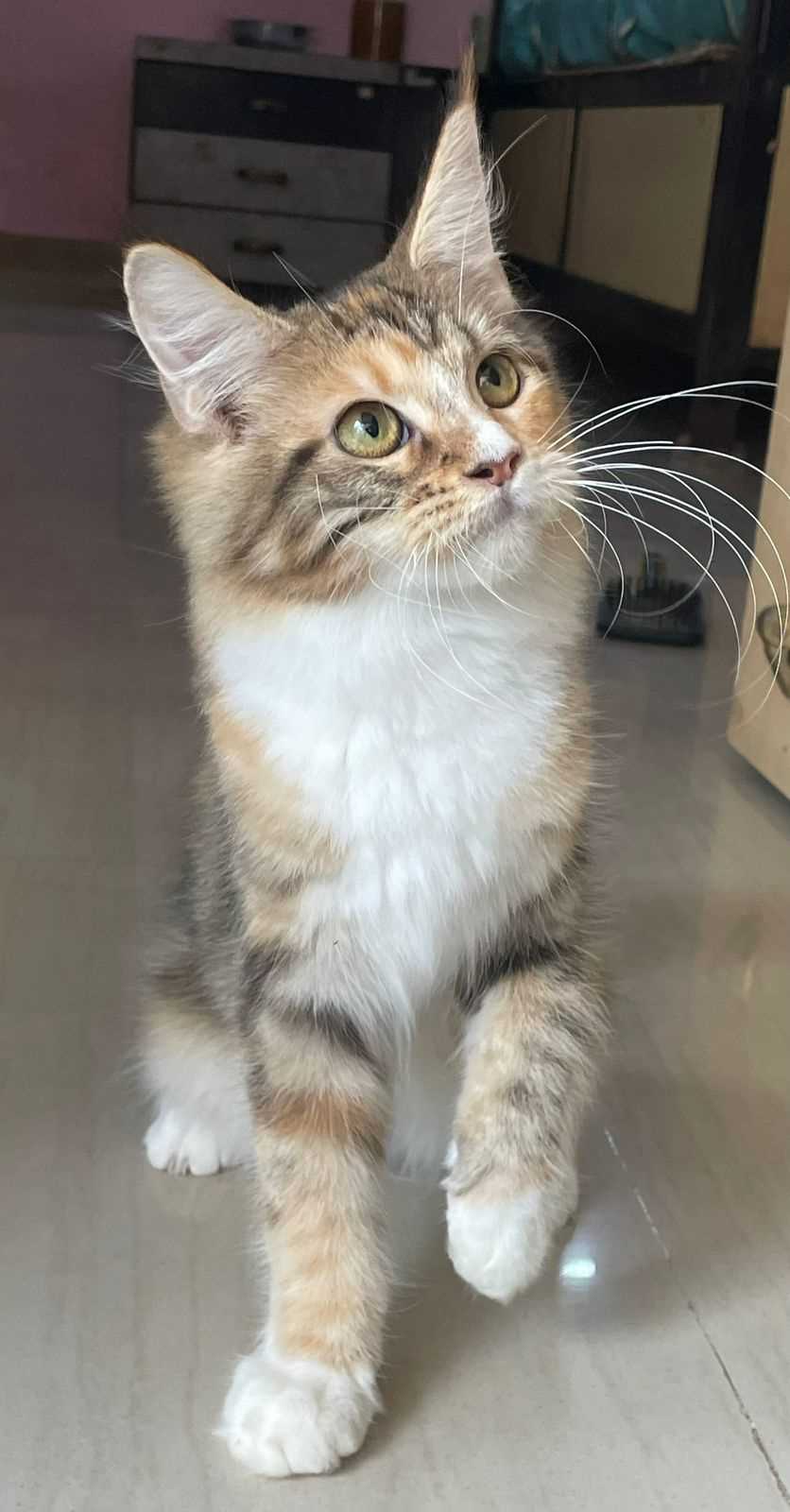 Main Coon Kittens Near Me