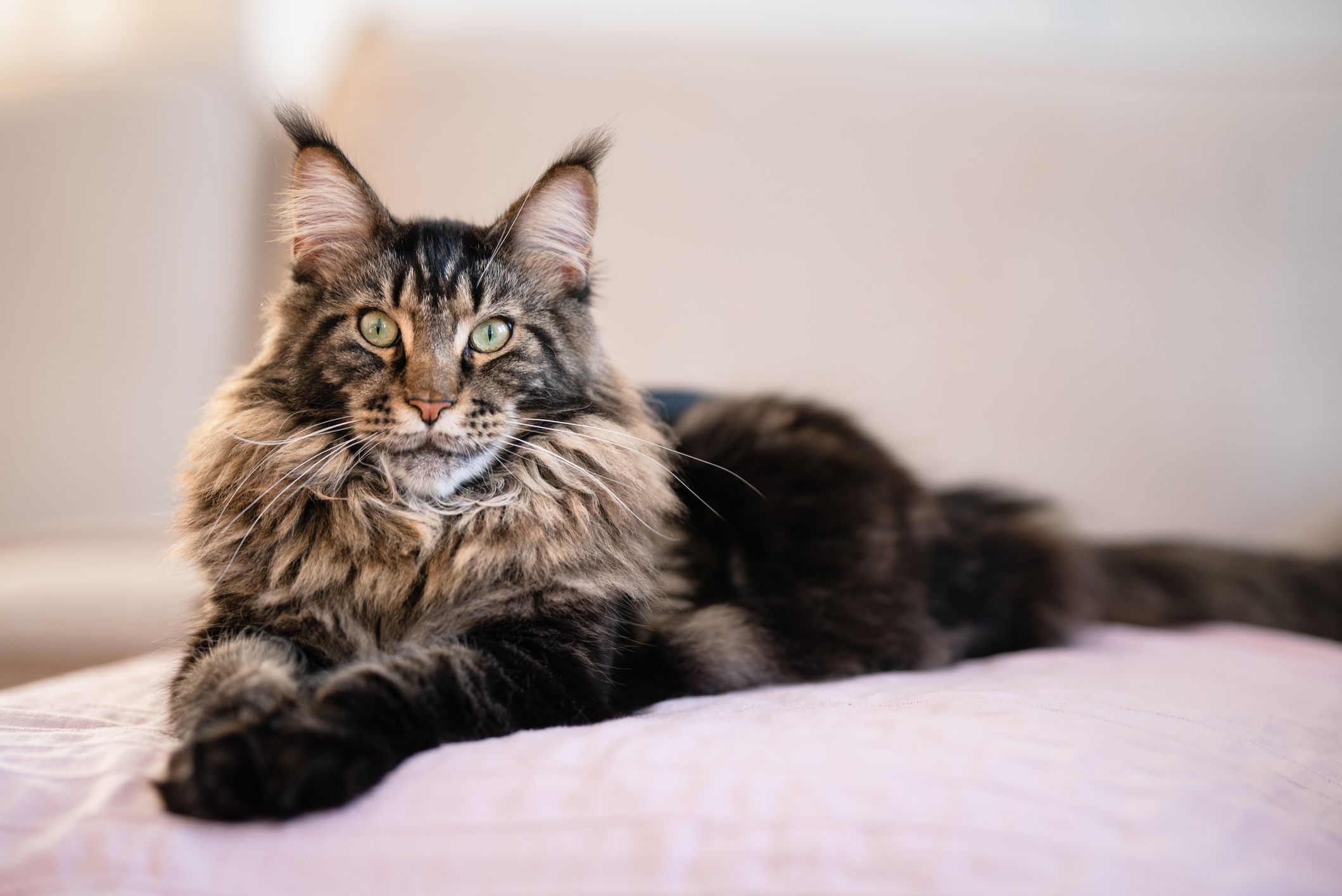 Main Coone Cat