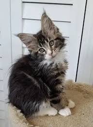 Main Coone Kittens For Sale