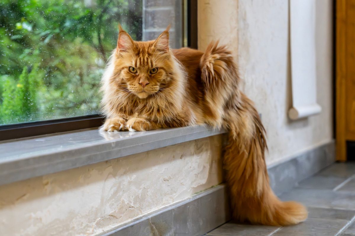 Maine Coon Breed Of Cat