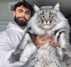 Maine Coon Breed