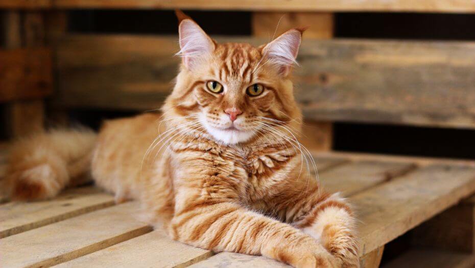Maine Coon Breeding