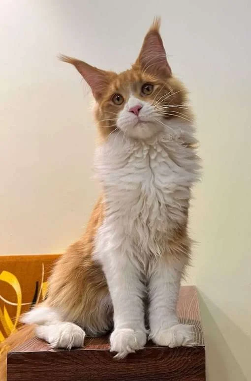 Maine Coon Cat