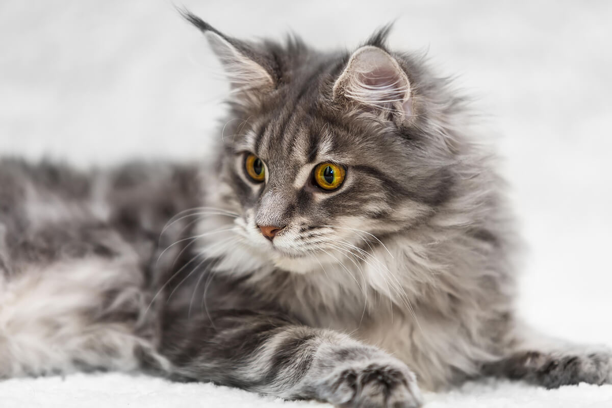 Maine Coon Cat Breed