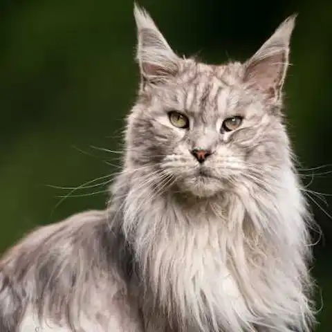 Maine Coon Cat Breeds