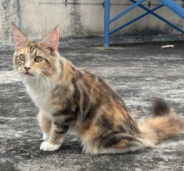 Maine Coon Cat Brown
