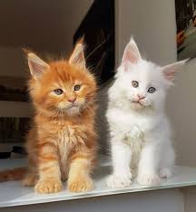 Maine Coon Cat Buy