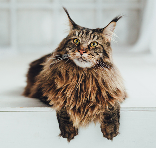 Maine Coon Cat For Sale Near Me