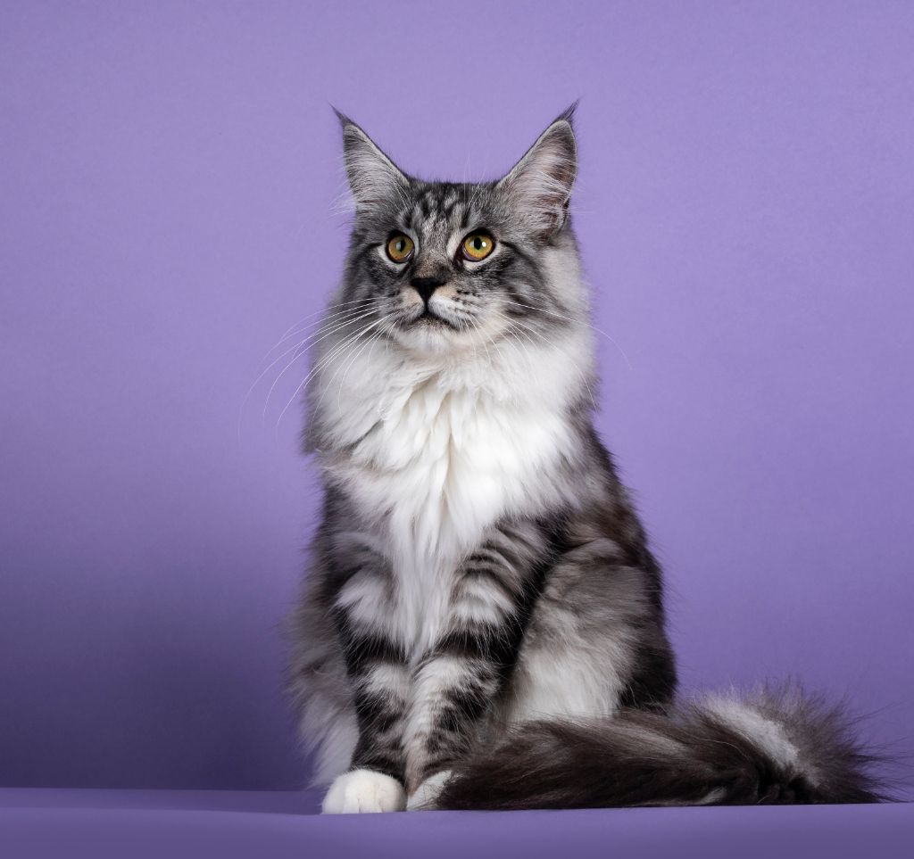 Maine Coon Cat Kittens For Sale Near Me