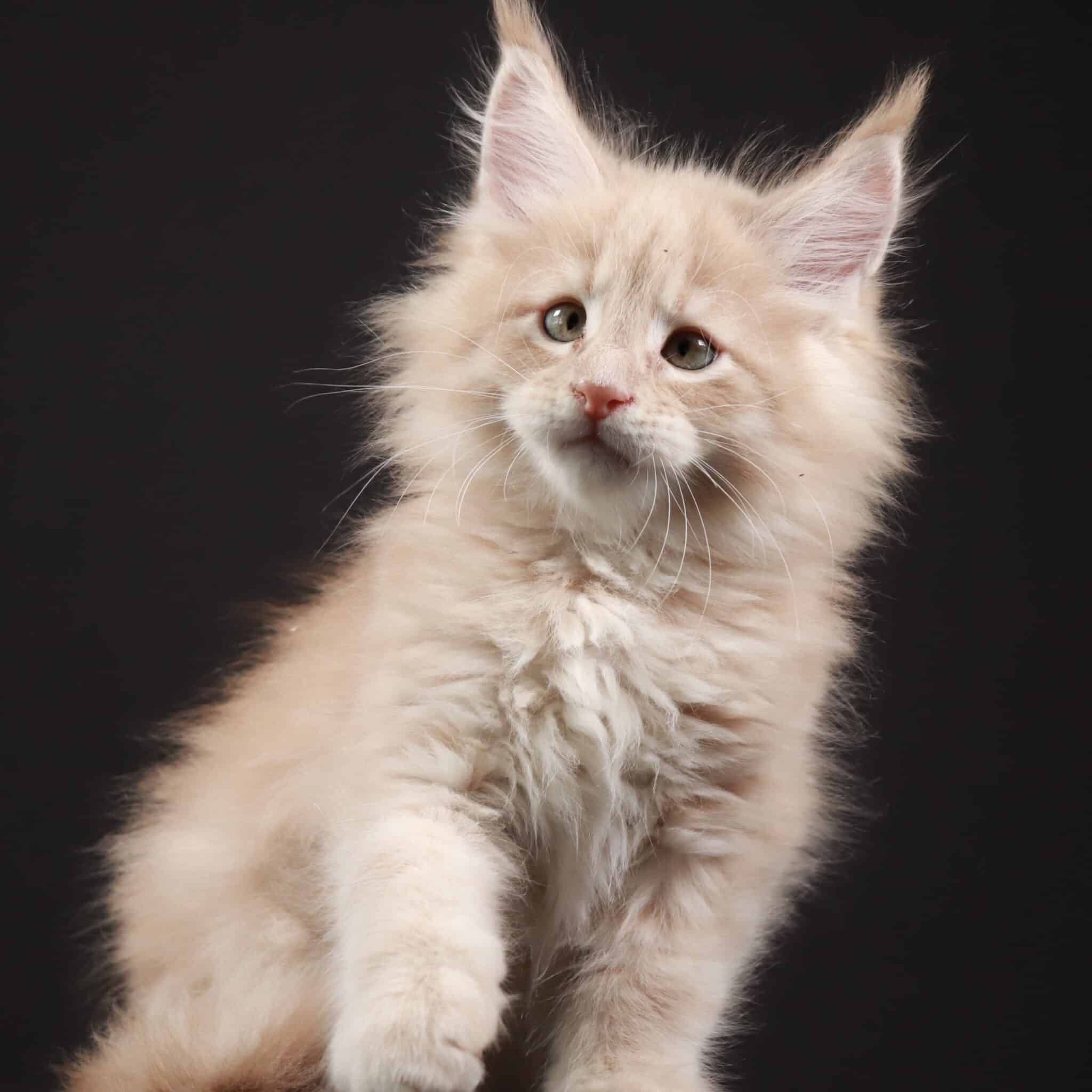 Maine Coon Cat Kittens For Sale