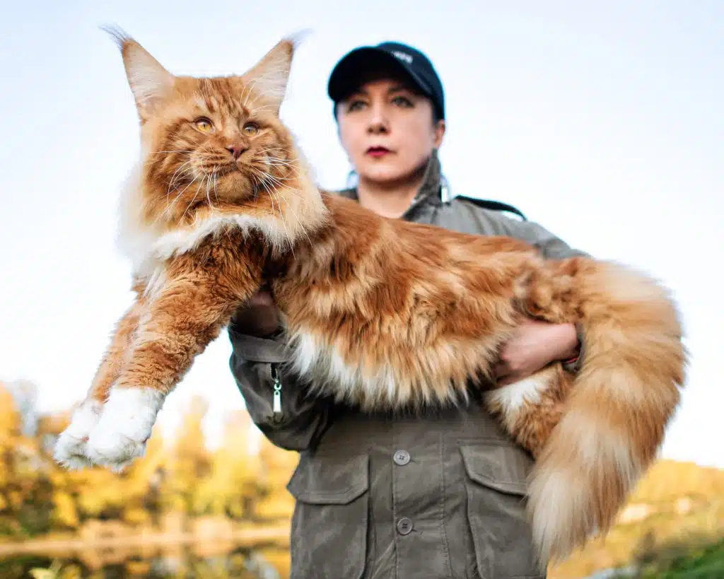 Maine Coon Cat
