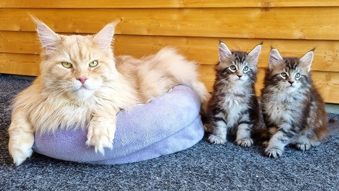 Maine Coon Cats And Kittens