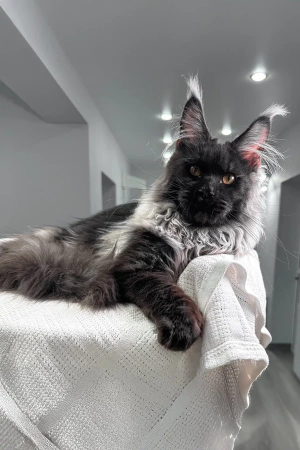 Maine Coon Cats For Adoption Albuquerque
