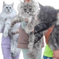 Maine Coon Cats For Adoption Anaheim